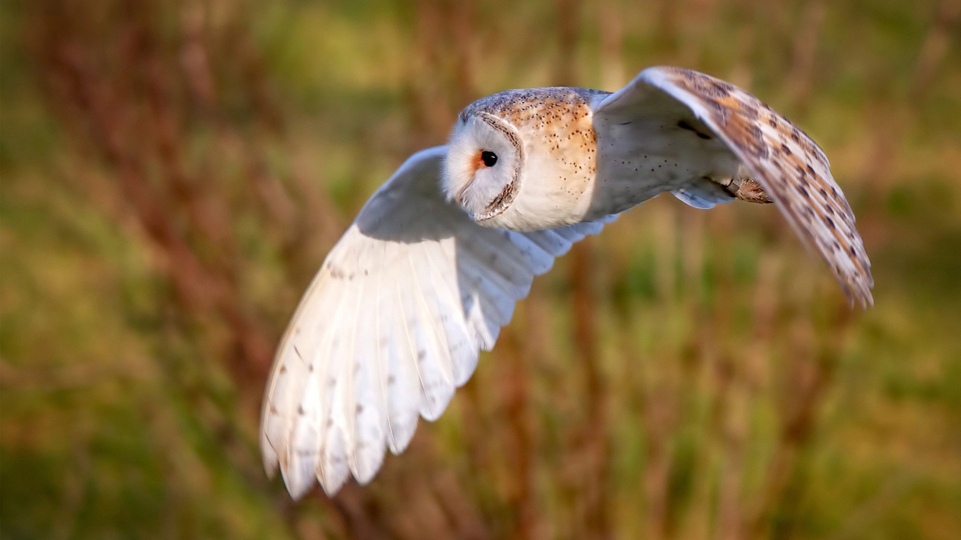 华体会app-撕裂长空的猎手，福克斯末节狂飙，扼杀新疆队最后希望