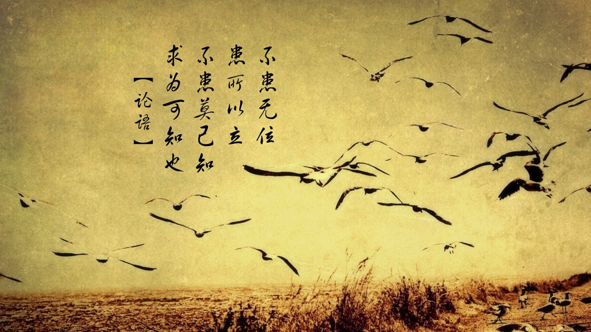 橙色风暴中的暹罗之韧，2026世界杯C组，当罗德里戈的孤勇刺穿郁金香防线